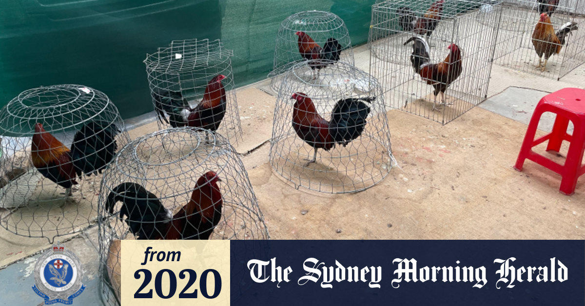 Cockfighting Ring Allegedly Smashed By Nsw Police In South Western Sydney 